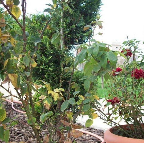Guesthouse Evi Maria Ángistron المظهر الخارجي الصورة